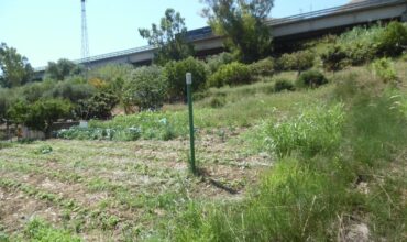 Termini Imerese: terreno agricolo contrada Vignale