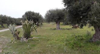 Termini Imerese: terreno edificabile contrada Bragone