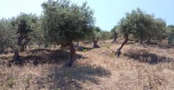 Termini Imerese: terreno agricolo contrada Scoparo