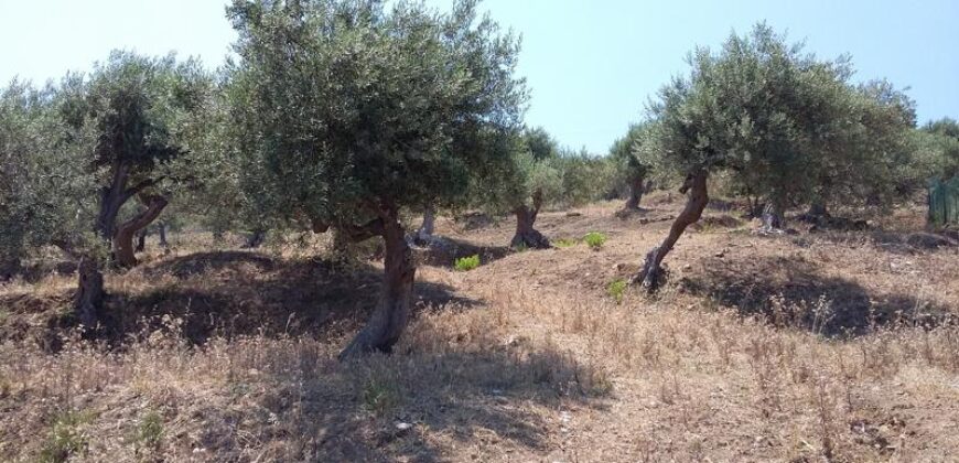 Termini Imerese: terreno agricolo contrada Scoparo