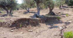 Termini Imerese: terreno agricolo contrada Scoparo