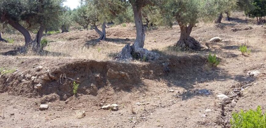 Termini Imerese: terreno agricolo contrada Scoparo