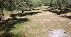 Termini Imerese:terreno agricolo contrada Chiusa