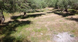 Termini Imerese:terreno agricolo contrada Chiusa