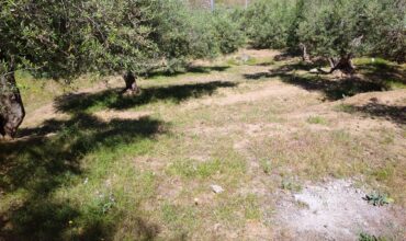 Termini Imerese:terreno agricolo contrada Chiusa