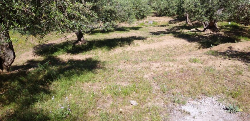 Termini Imerese:terreno agricolo contrada Chiusa