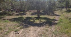 Termini Imerese:terreno agricolo contrada Chiusa