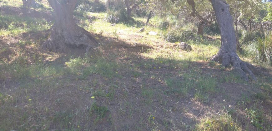 Termini Imerese:terreno agricolo contrada Chiusa