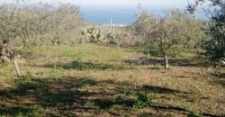 Termini Imerese: terreno verde agricolo contrada Cozzo Corona