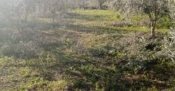 Termini Imerese: terreno verde agricolo contrada Cozzo Corona