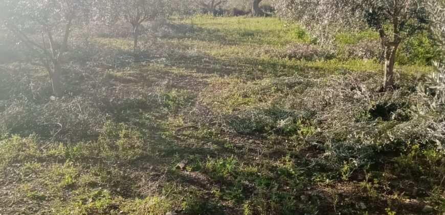 Termini Imerese: terreno verde agricolo contrada Cozzo Corona