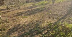 Termini Imerese: terreno verde agricolo contrada Cozzo Corona