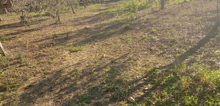 Termini Imerese: terreno verde agricolo contrada Cozzo Corona