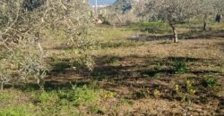 Termini Imerese: terreno verde agricolo contrada Cozzo Corona