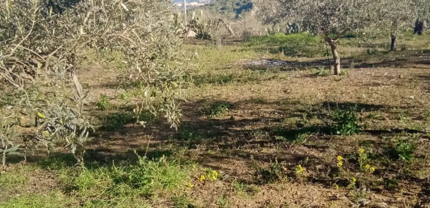 Termini Imerese: terreno verde agricolo contrada Cozzo Corona