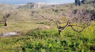 Termini Imerese: terreno verde agricolo contrada Cozzo Corona