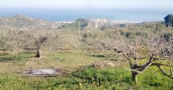 Termini Imerese: terreno verde agricolo contrada Cozzo Corona