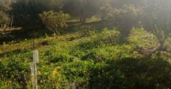 Termini Imerese: terreno verde agricolo contrada Cozzo Corona