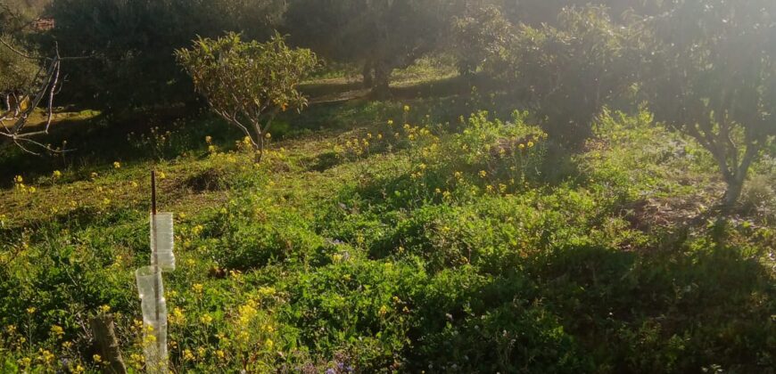 Termini Imerese: terreno verde agricolo contrada Cozzo Corona