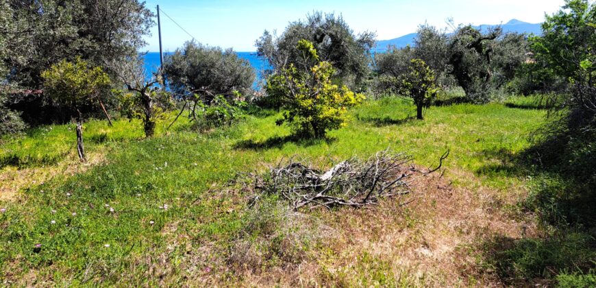 Termini imerese: villa via Libertà