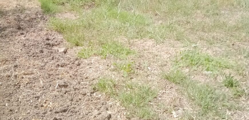 Termini Imerese: terreno agricolo contrada Piraino