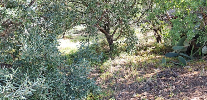 Termini Imerese: fabbricato rurale contrada Bevuto