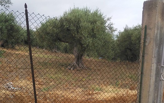 Termini Imerese: terreno agricolo contrada Cortevecchia