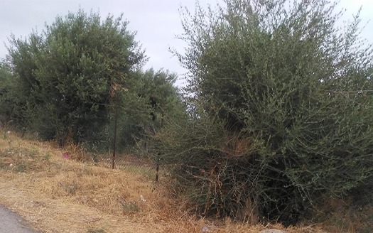 Termini Imerese: terreno agricolo contrada Cortevecchia