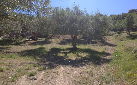 Termini Imerese:terreno agricolo contrada Chiusa