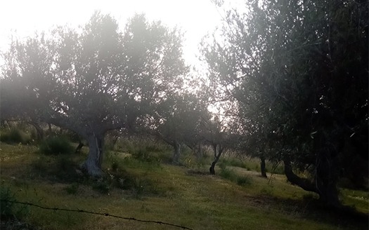 Termini Imerese: terreno agricolo contrada Cortevecchia