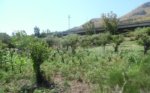 Termini Imerese: terreno agricolo contrada Vignale