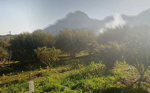 Termini Imerese: terreno verde agricolo contrada Cozzo Corona